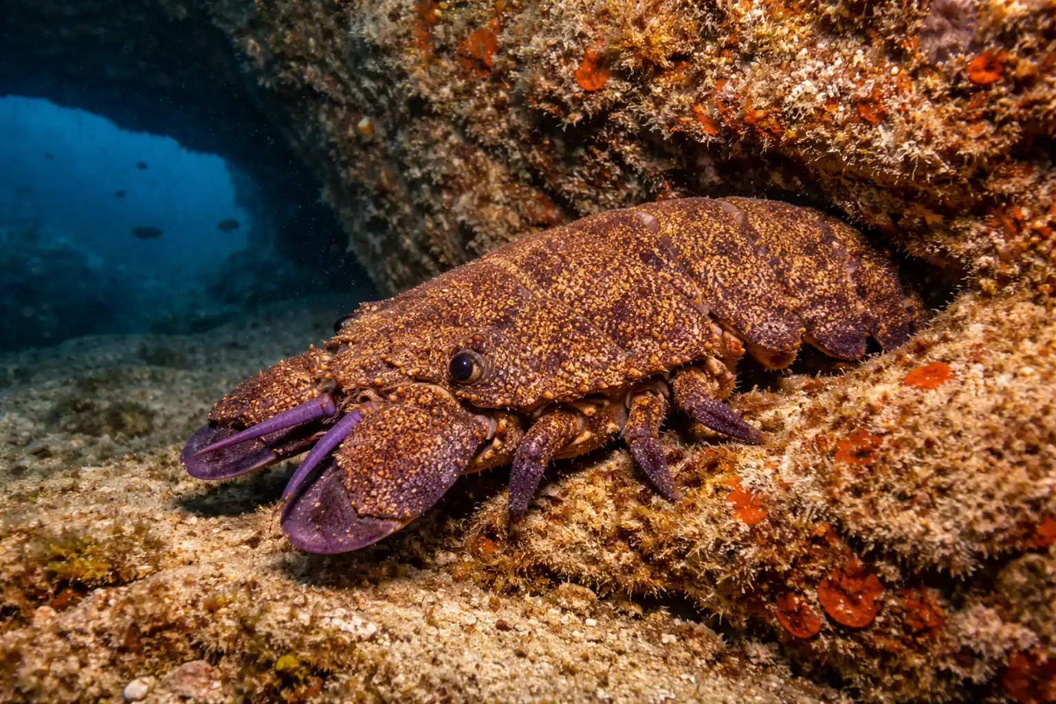 Homard-plat-sous-l_eau-en-Méditerranée (1) trouver des cigales de mer