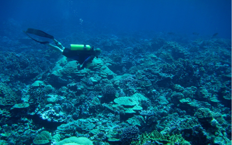 où trouver des cigales de mer
